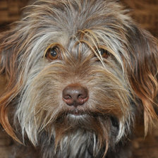 Схема вышивки «Пёс»