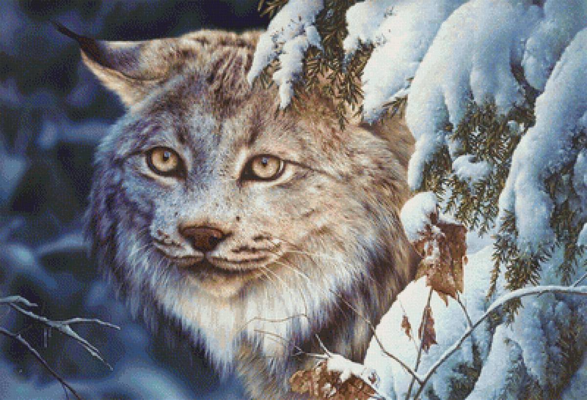 Рысь - зима, природа, животные, рысь, снег, лес - предпросмотр