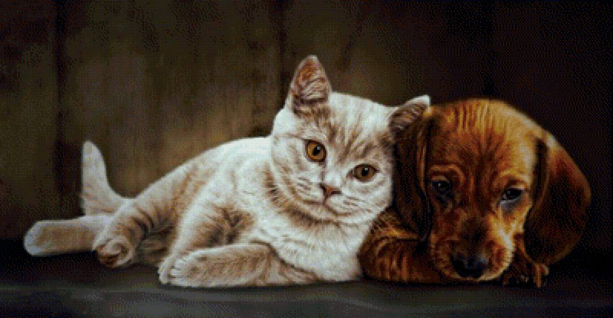 Друзья - кот, животные, собака, рисунок, котик - предпросмотр