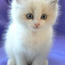 Схема вышивки «Котенок»