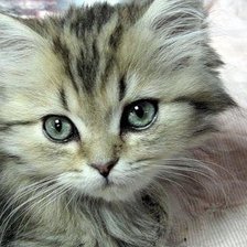 Схема вышивки «Котенок»