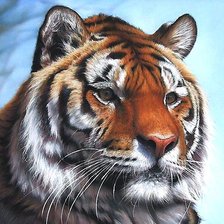 Схема вышивки «тигр»