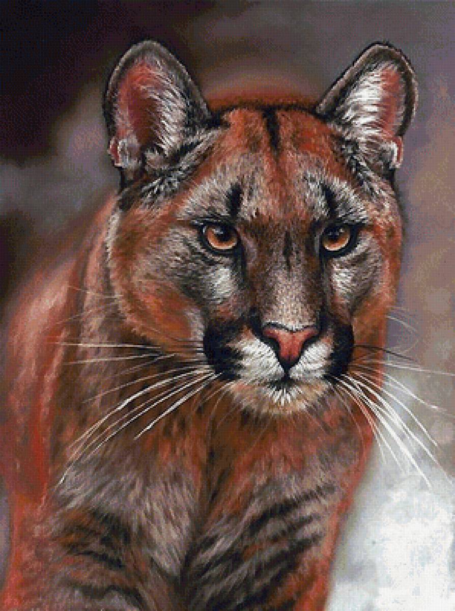 пума - предпросмотр