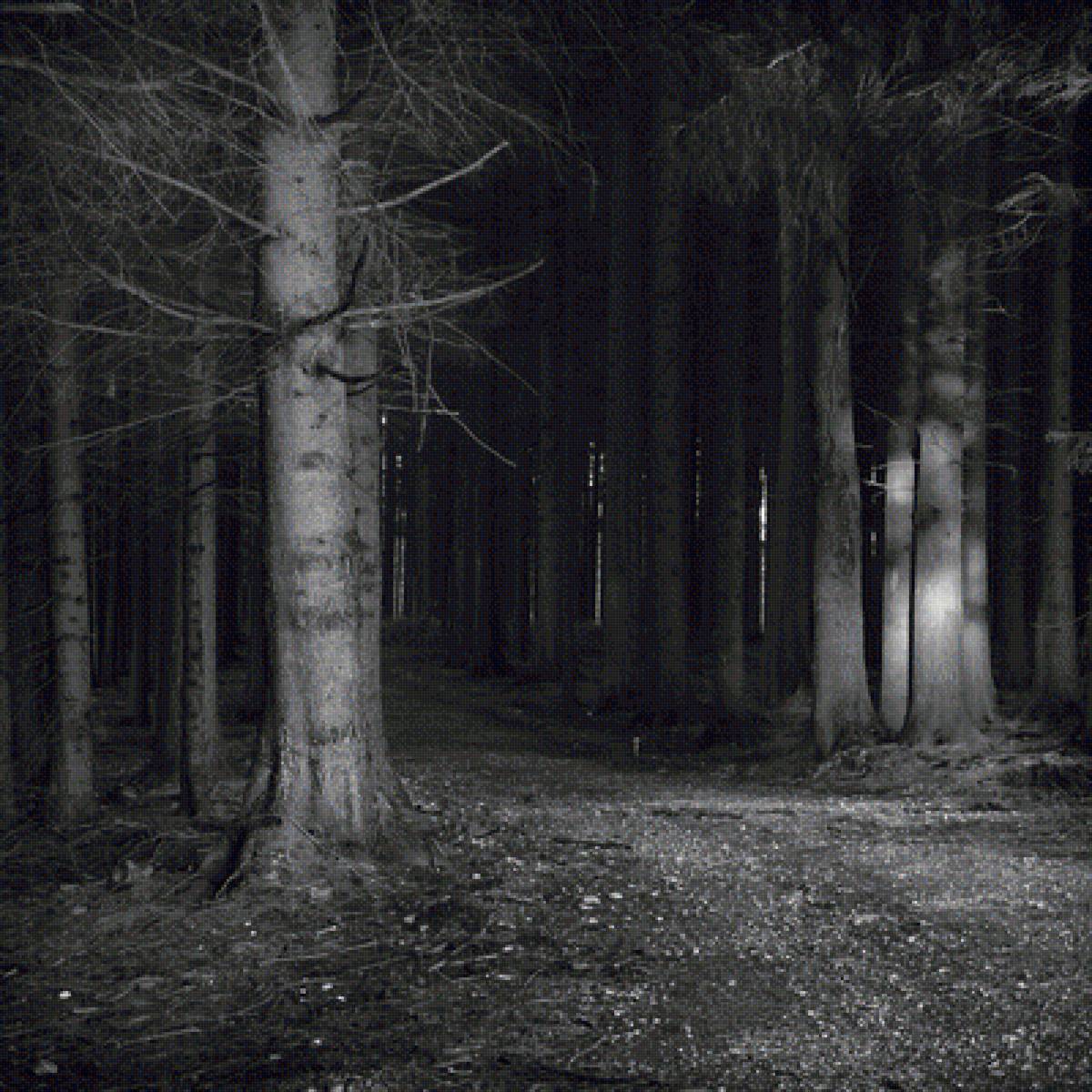 ЛЕС - березы, ночь, чб, лес - предпросмотр