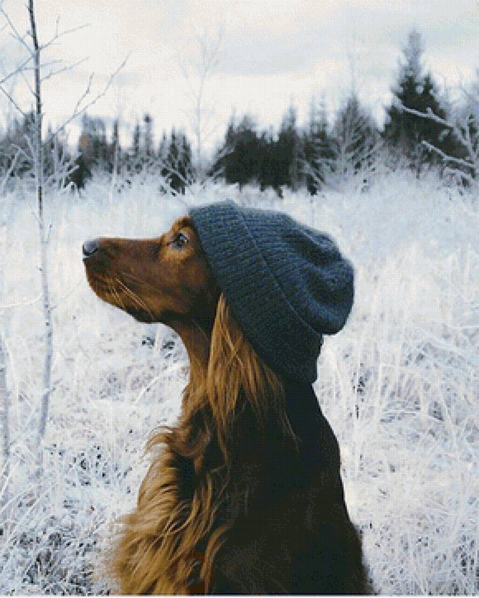 пёс - собака, зима - предпросмотр