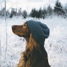 Схема вышивки «пёс»