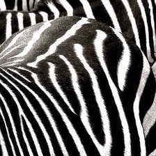 Схема вышивки «зебра»