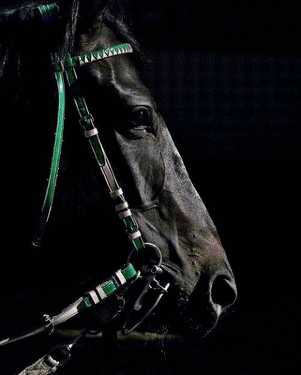 лошадь - лошадь, черный, животные - предпросмотр