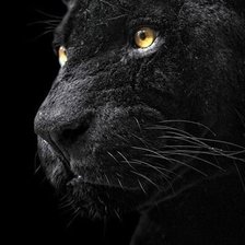 Схема вышивки «пантера»