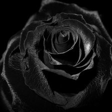 Схема вышивки «Роза»