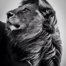 Схема вышивки «лев»