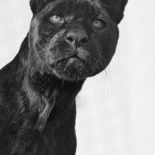 Схема вышивки «пантера»