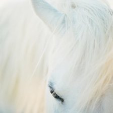 Схема вышивки «лошадь»