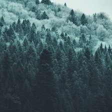 Схема вышивки «лес»