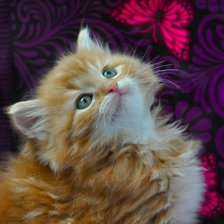 Схема вышивки «Котик рыжий!»