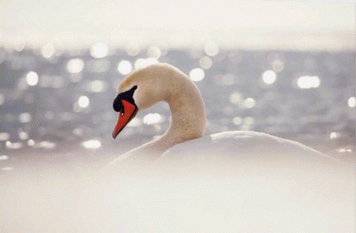SERENITY - лебеди, вода, природа, by roeselien raimond - предпросмотр