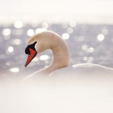 Схема вышивки «SERENITY»