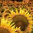 Предпросмотр схемы вышивки «ПОДСОЛНУХИ» (№1914318)