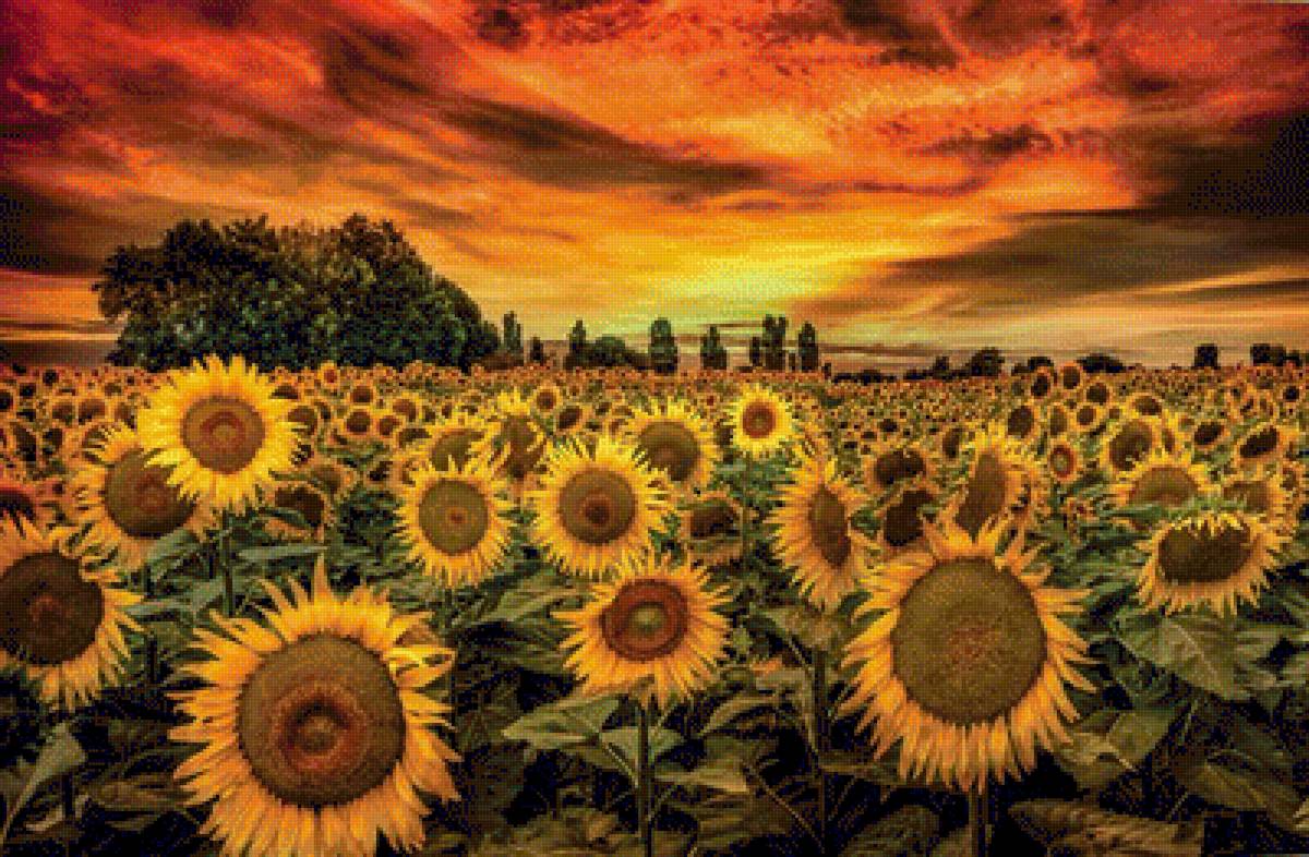 ПОДСОЛНУХИ - осение цветы, by marco carmassi, пейзаж - предпросмотр