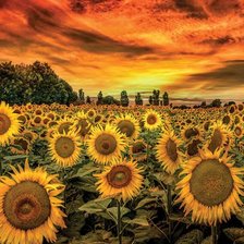 Схема вышивки «ПОДСОЛНУХИ»