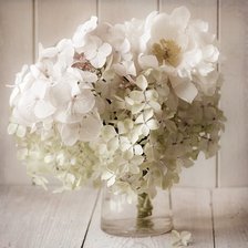 БЕЛЫЕ ЦВЕТЫ В ВАЗЕ