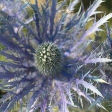 Схема вышивки «ЦВЕТОК»