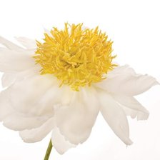 Схема вышивки «GOLD STANDARD PEONY»