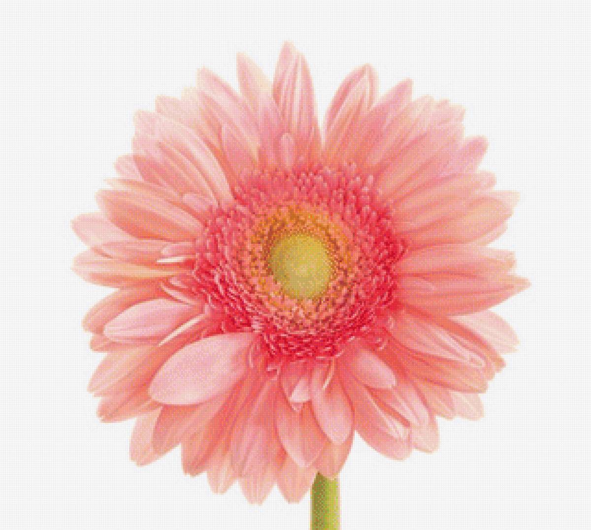 GERBERA DAISY - by susan michal - предпросмотр