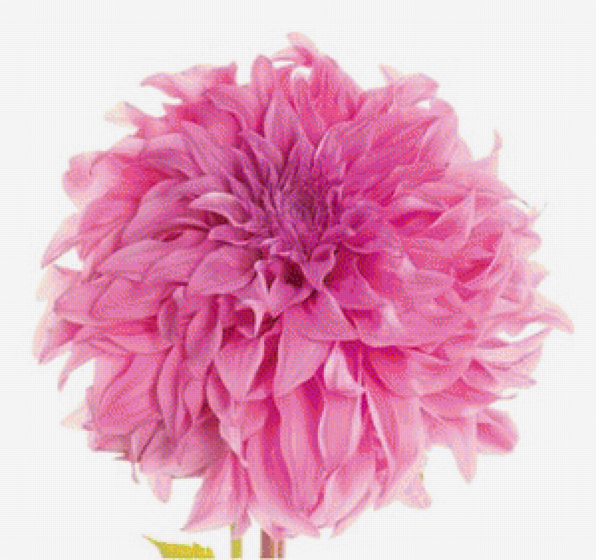 SWAN ISLAND DAHLIA - осение цветы, by susan michal - предпросмотр