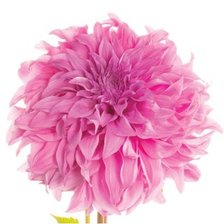 Схема вышивки «SWAN ISLAND DAHLIA»