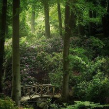 Мостик в лесу