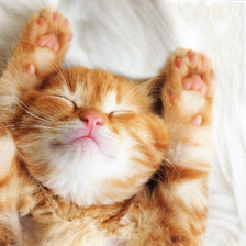 Схема вышивки «Рыжик»