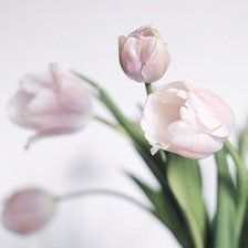 Схема вышивки «Тюльпаны»