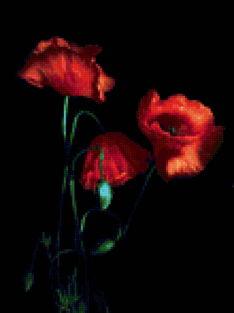 маки - #маки на черном#цветы#черный фон - предпросмотр