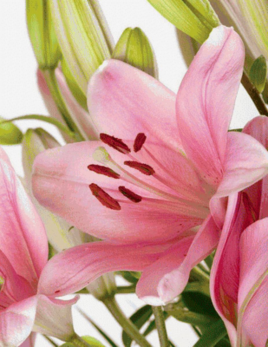 Лилии - лилия, лилии, цветы - предпросмотр