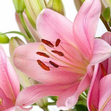 Схема вышивки «Лилии»