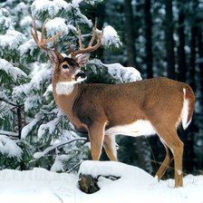 Схема вышивки «олень в зимнем лесу»