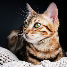 Схема вышивки «Кошечка»