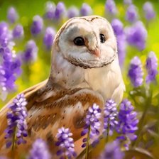 Схема вышивки «Сипуха»