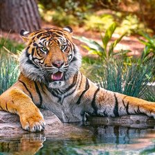 Схема вышивки «Тигр»