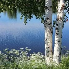 Схема вышивки «Одинокая береза»