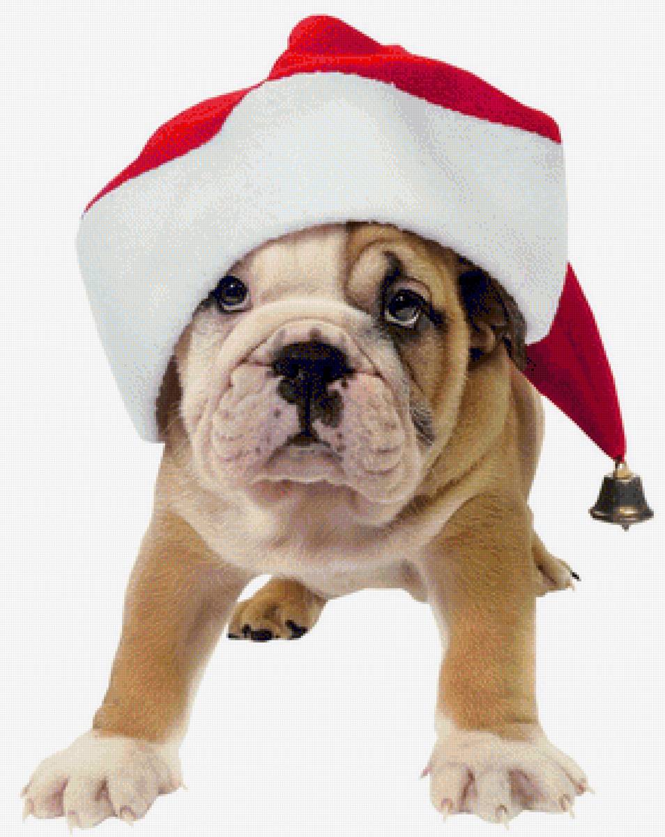 cagnolino natale - dog christmas cane natale - предпросмотр