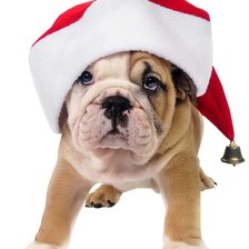 Схема вышивки «cagnolino natale»