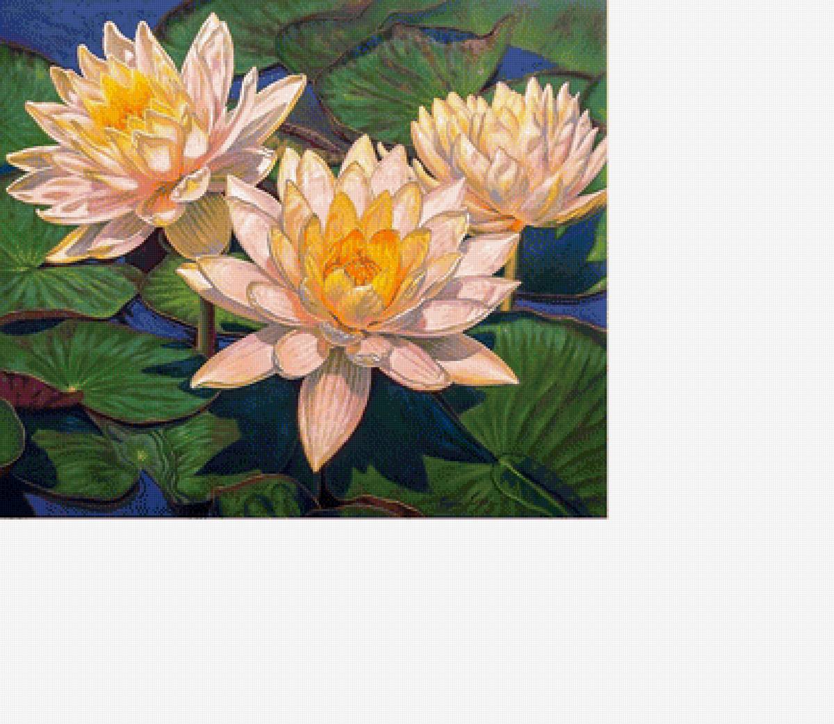 Лотос 1 - цветы, лотос - предпросмотр