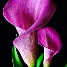 Схема вышивки «каллы»