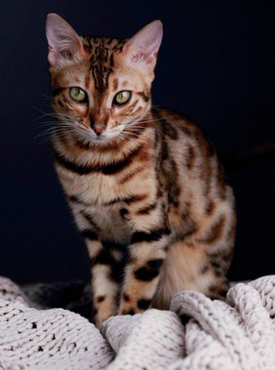 Кошечка - животные, кошечка, кошка - предпросмотр