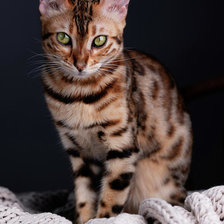 Схема вышивки «Кошечка»