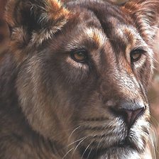 Схема вышивки «лев»