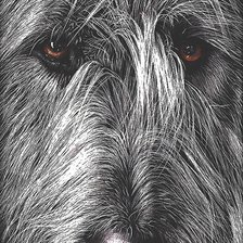 Схема вышивки «собака»