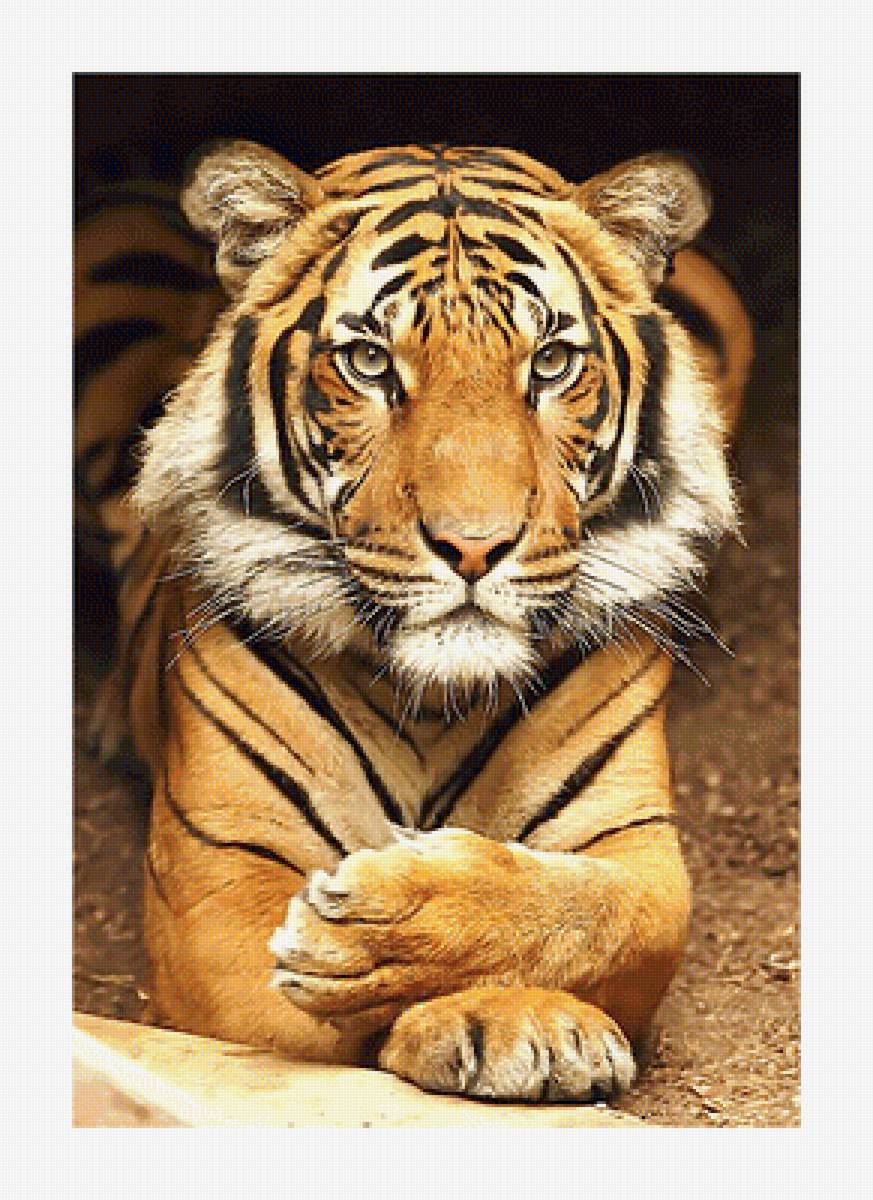 Серия "Хищники". - животные, тигр, хищники - предпросмотр